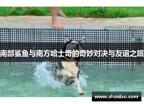 南部鲨鱼与南方哈士奇的奇妙对决与友谊之旅